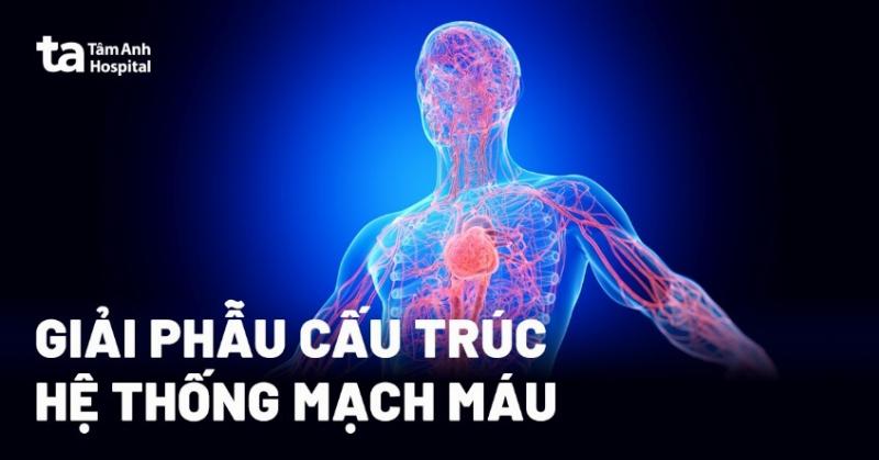 Cau truc day dien AC va DC, phan biet chuc nang day mau do trong tung loai