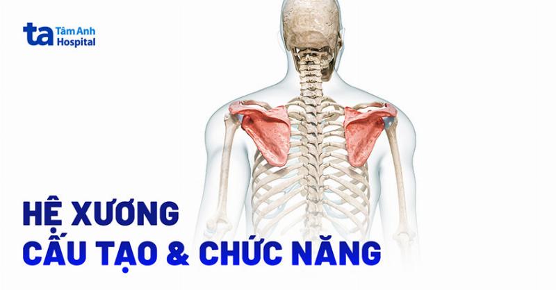 Hình ảnh bộ xương người trưởng thành minh họa con người có bao nhiêu cái xương