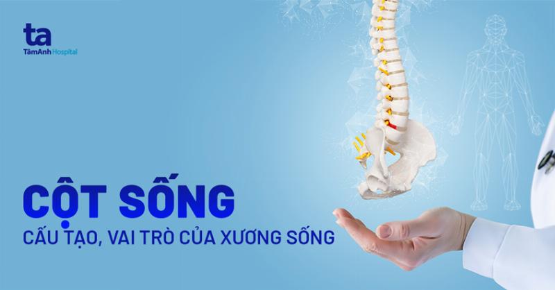 Minh họa các loại xương khác nhau trong cơ thể người giúp hiểu cấu tạo và con người có bao nhiêu cái xương