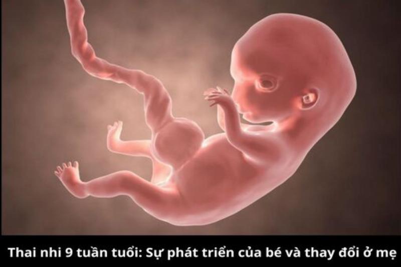 Biểu đồ hành trình mang thai 9 tháng bao nhiêu ngày, minh họa các mốc quan trọng và sự phát triển.