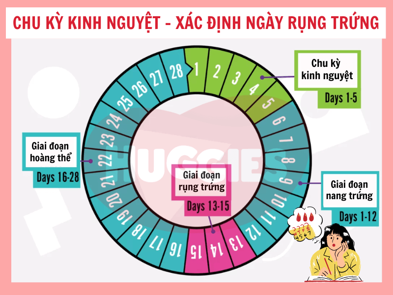 Hình ảnh minh họa cách tính 9 tháng lịch dương bao nhiêu ngày, cho thấy sự khác biệt giữa các tháng.